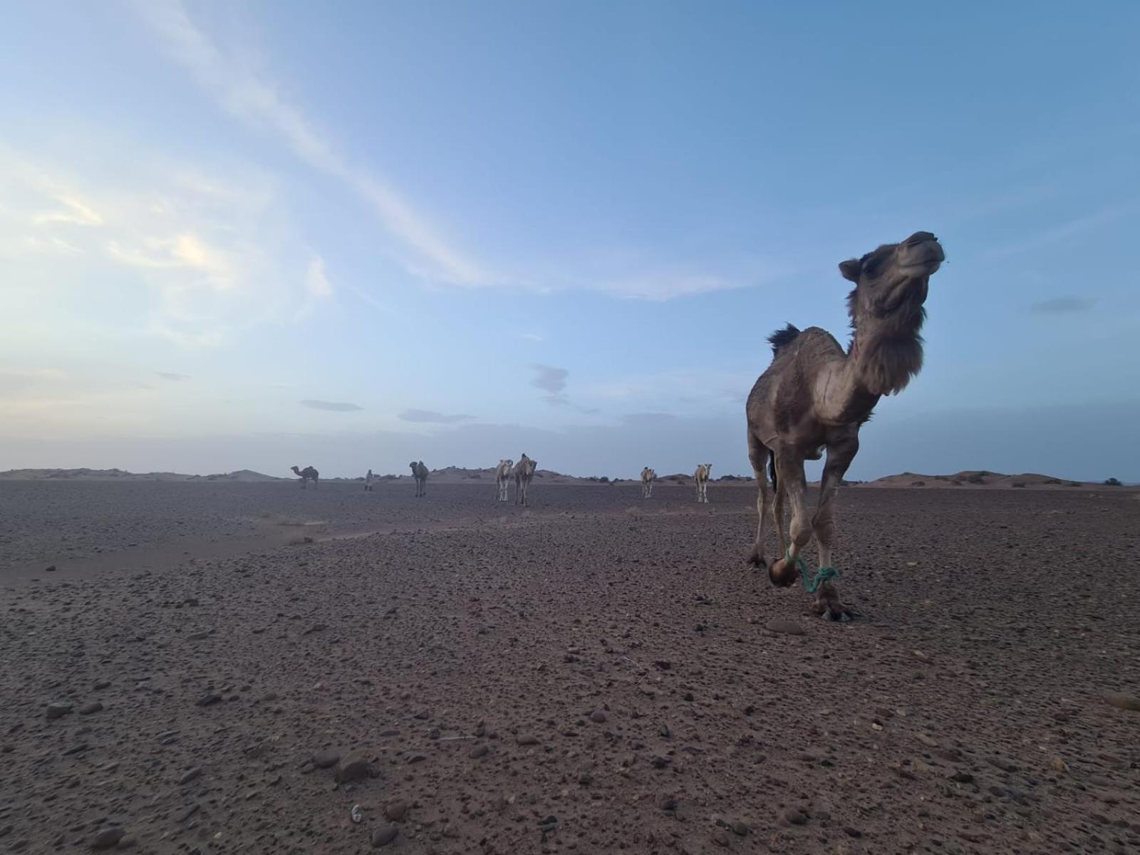 Dar Sidi Bounou M'Hamid Exterior foto